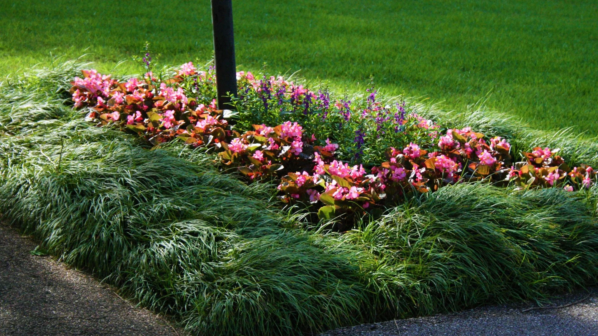 Are Native Plants the Best Choice for Your Landscape?