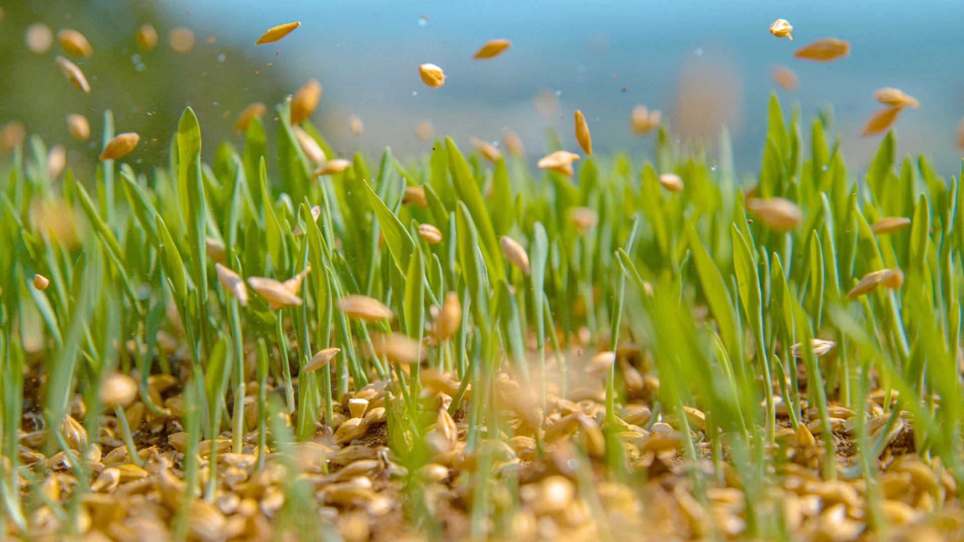 Help Your Lawn Thrive After Overseeding by Fertilizing It