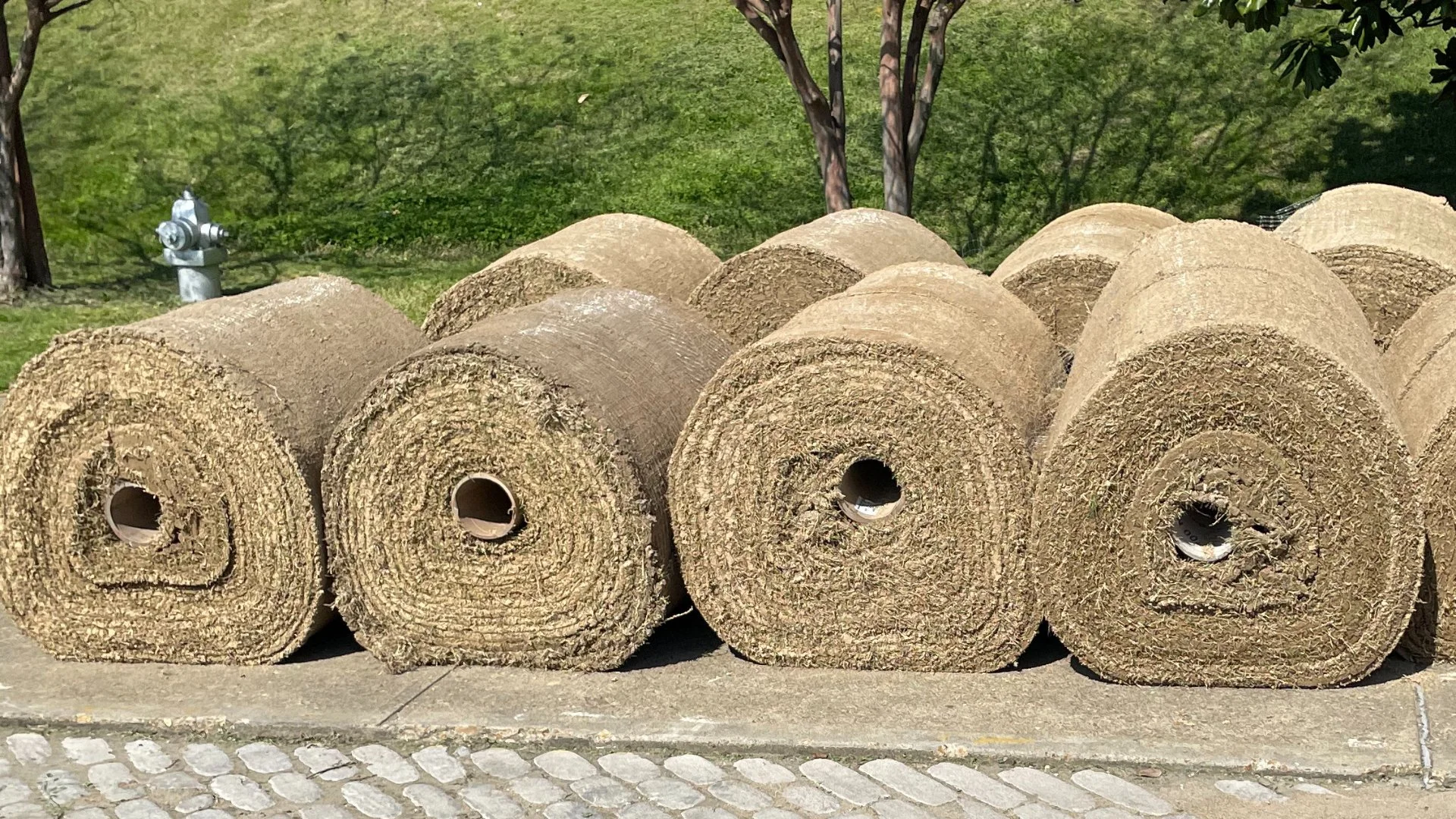 How Long After Installation Will Sod Start Growing Roots?