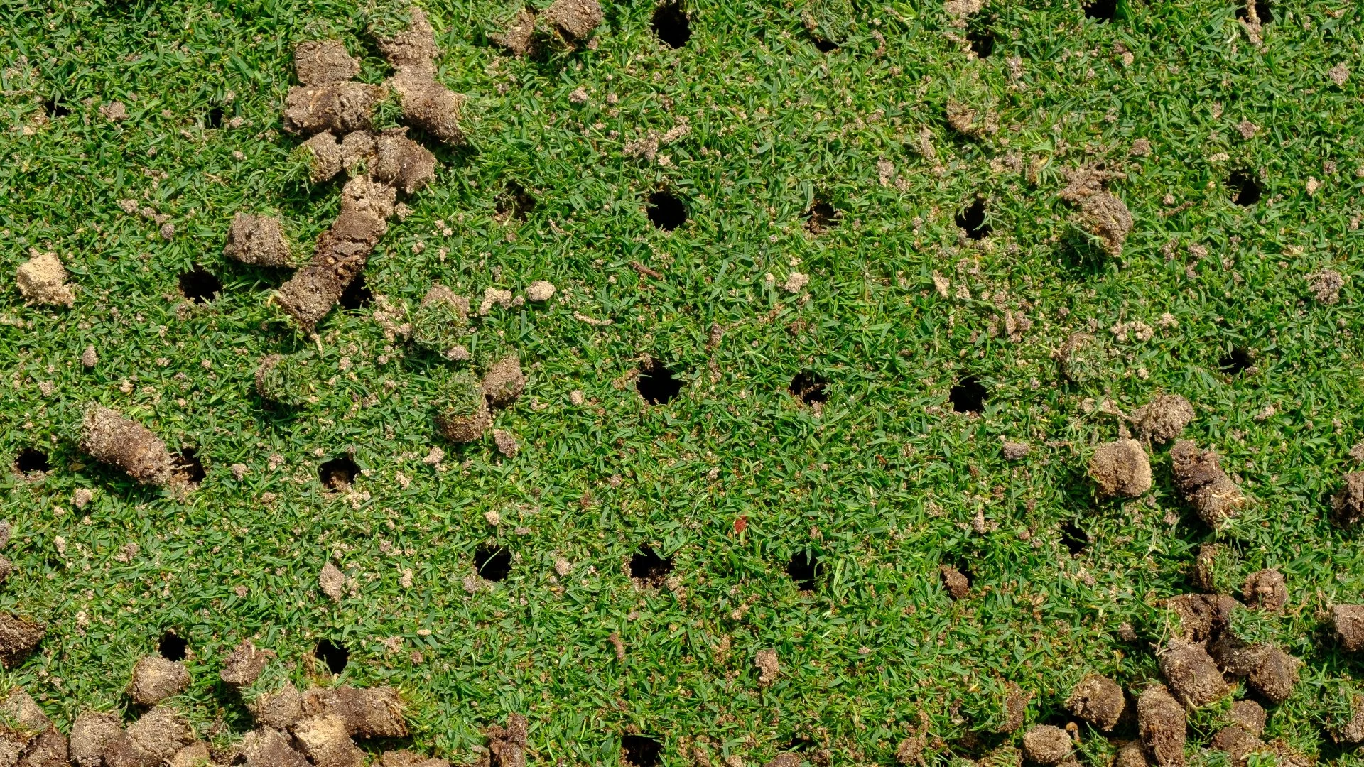 Liquid Aeration vs Core Aeration: Is One Better Than the Other?