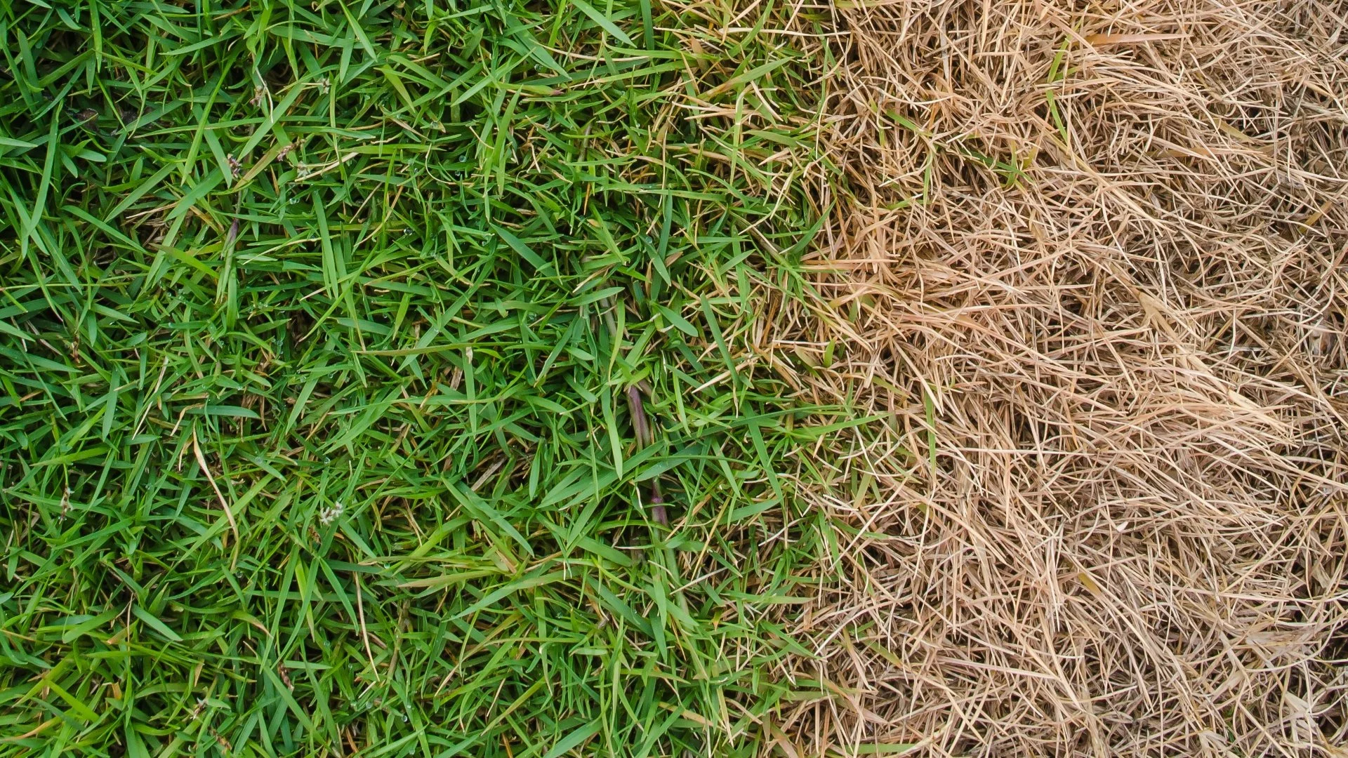 How to Fix Fertilizer Burn on Your Lawn