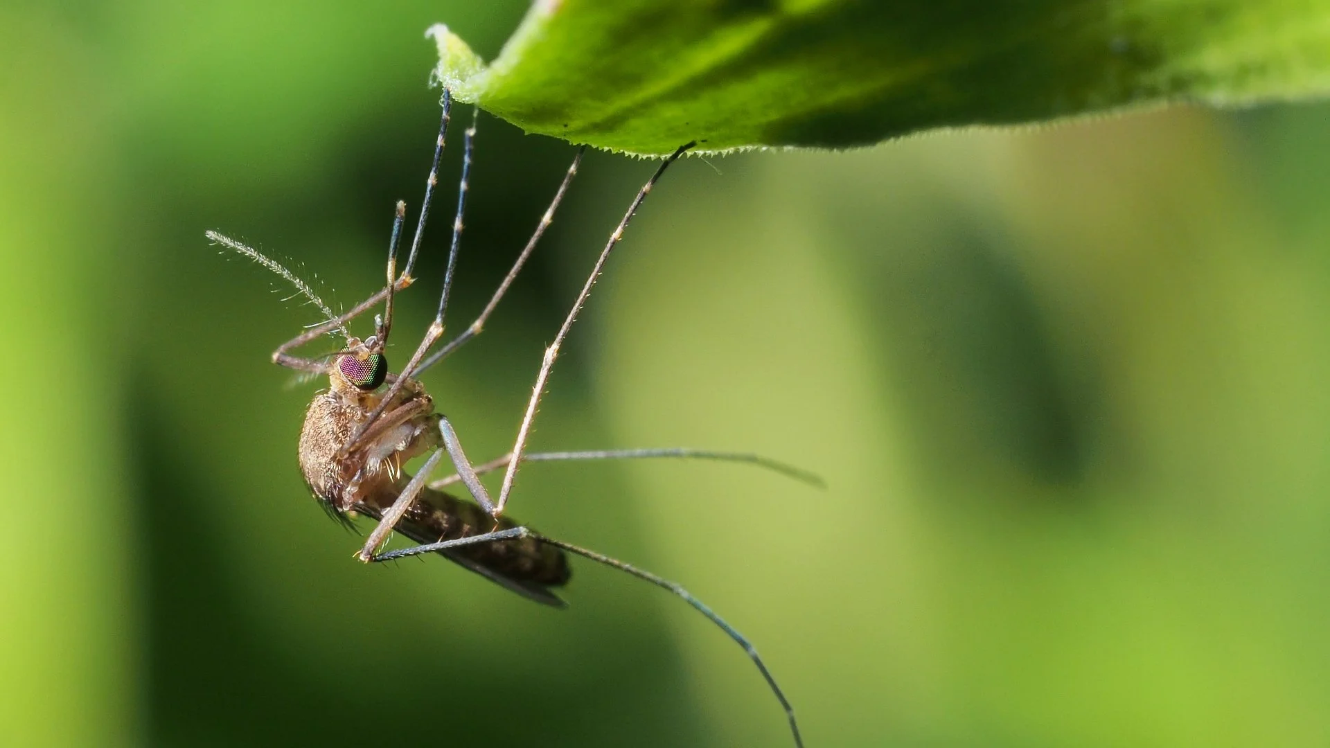Should You Be Applying Mosquito Control Treatments More Than Once?
