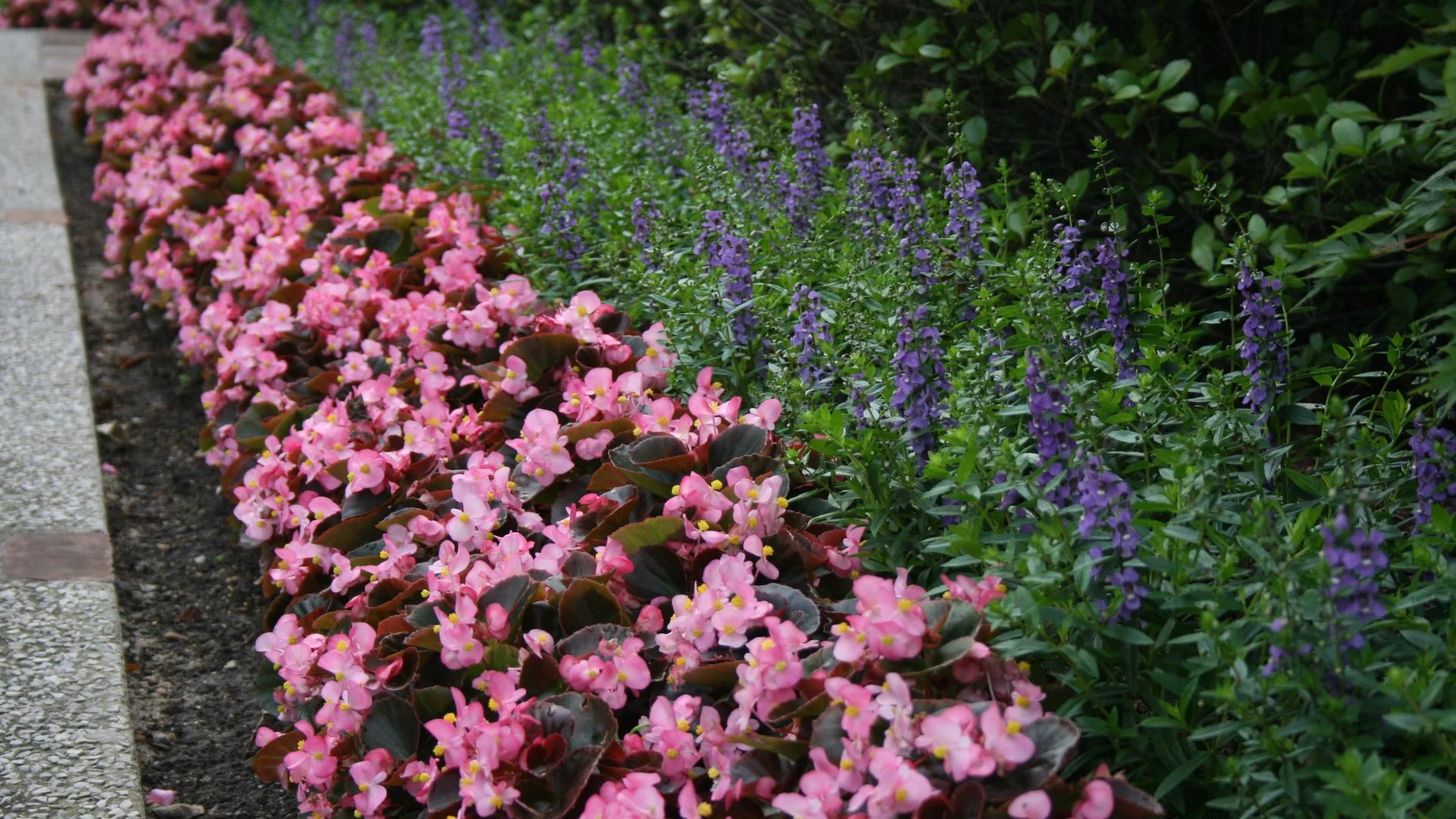 Hardy vs Tender Annual Flowers