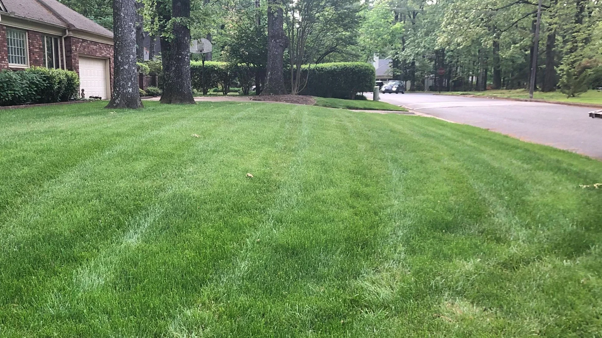How Routinely Mowing Your Lawn Can Help Reduce Weed Growth