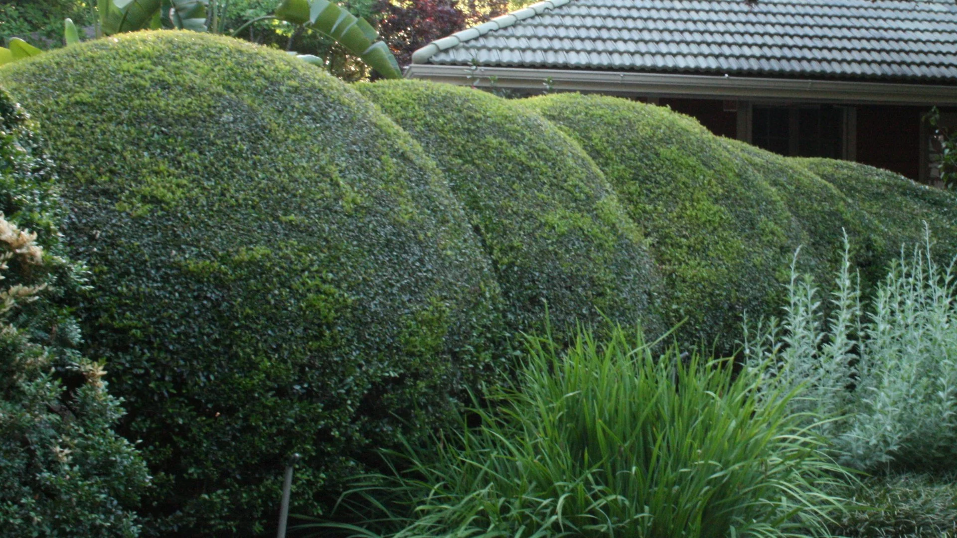 Plant Pruning Is a Delicate Task - Don't Make These Mistakes!