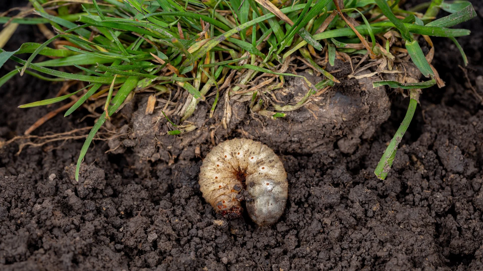 Look out for These Indications That Grubs Have Infested Your Lawn
