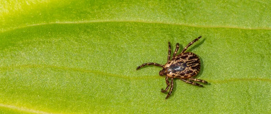 The American dog tick found in Memphis, TN.