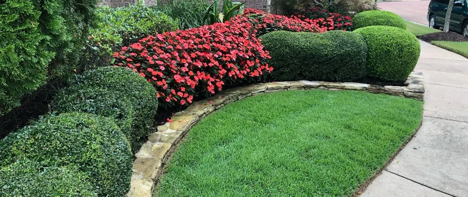 Boxwood shrubs in Memphis, TN, along with flowers and a patch of grass.