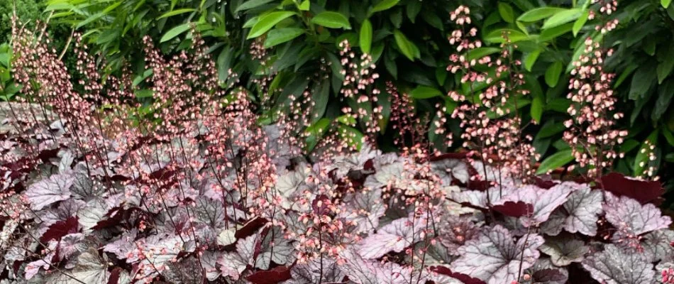 Coleus planted during spring in Memphis, TN.