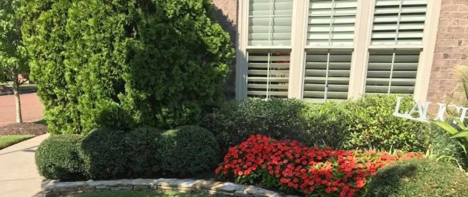 Shrubs in Memphis, TN, with dense foliage.