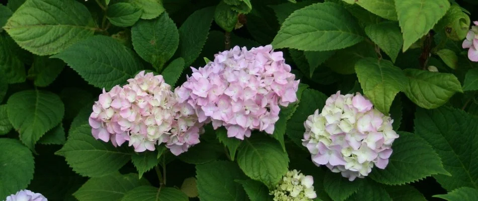 Hydrangea flowers in Memphis, TN.