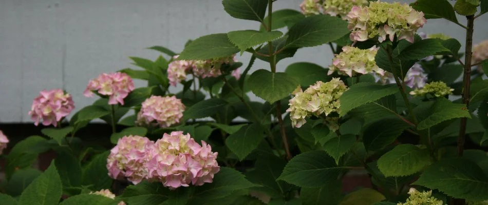Hydrangeas and their green leaves in Memphis, TN.