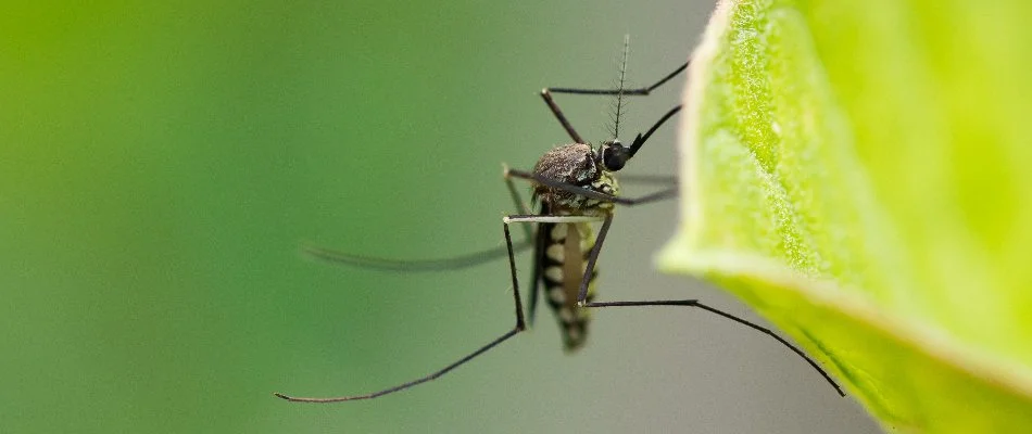 Leaf in Memphis, TN, with a mosquito.
