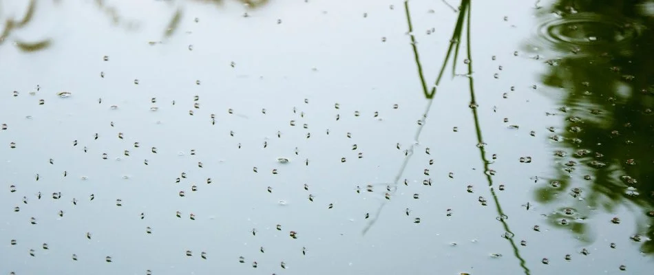 Mosquitoes in Memphis, TN, on standing water.