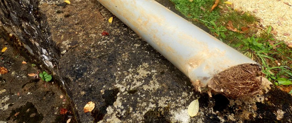 Roots from tree in Memphis, TN, obstructing irrigation system.
