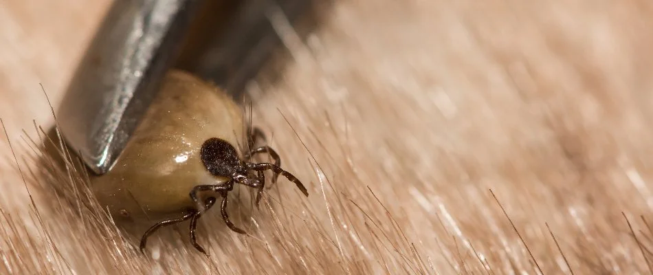 Tick in Memphis, TN, on tweezers from pet fur.