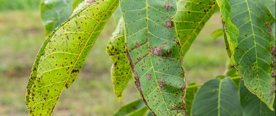 Anthracnose plant disease on a the leaves of a plant in Memphis, TN.