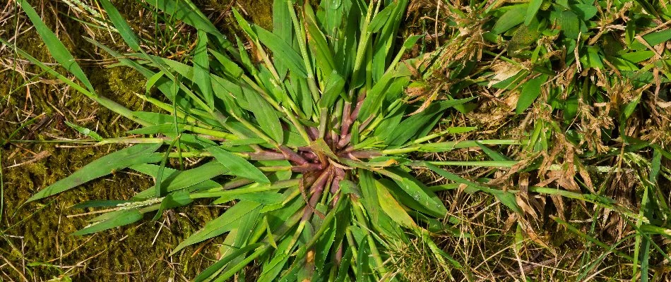 Crabgrass weed with a purple center on a lawn in Memphis, TN.