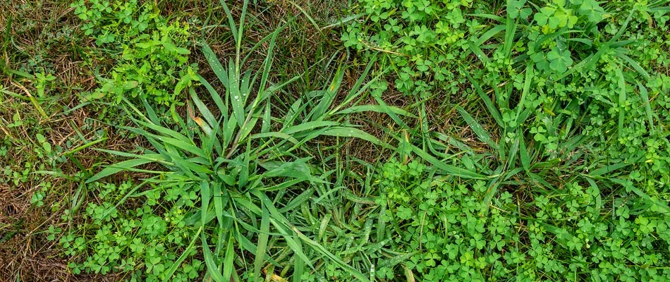 Dallisgrass weed on a lawn in Memphis, TN.
