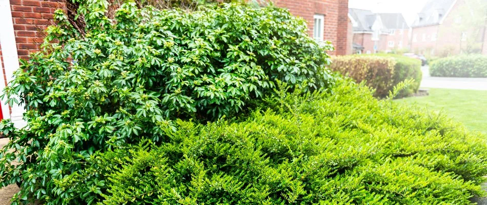 Overgrown shrubs in Tennessee needing to be pruned.