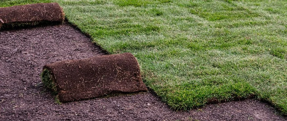Sod patches being installed on a property in Memphis, TN.