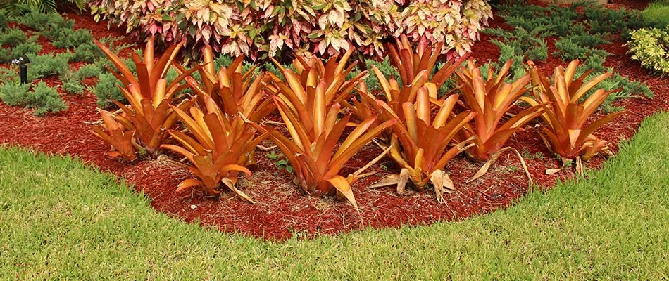 Well maintained landscape bed with fall plantings near East Memphis, TN.